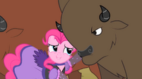 Buffalo staring at Pinkie S1E21