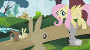 Fluttershy politely instructing bunnies S1E04