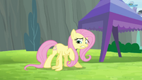 Fluttershy trying to do wing-ups S4E10