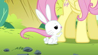 Angel getting Fluttershy's attention S4E18