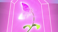 Enchanted flower glowing very brightly S9E22