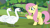 Fluttershy addresses Eloise and Hubert S9E26