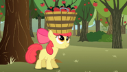 S02E15 Apple Bloom łapie jabłka do koszyka