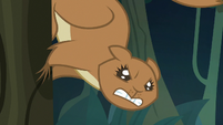 Squirrel growling at Fluttershy S8E13