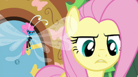 Fluttershy telling it like it is S4E16