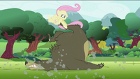 Fluttershy pulling bear's leg S2E03