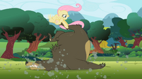 Fluttershy pulling bear's leg S2E03