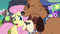 Fluttershy unsure of the trade's conditions S4E22