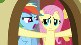 Rainbow Dash agitating Fluttershy S2E21