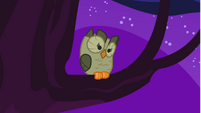 Owlowiscious sitting on the tree S1E24