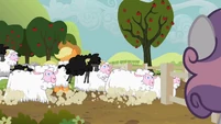 Sweetie Belle watches them herd the sheep.