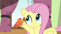 Fluttershy listening to Constance S6E11