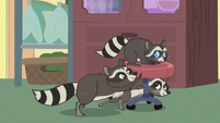 Family of raccoons playing with clinic chair S7E5