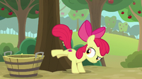 Apple Bloom bucking for apples S9E10