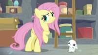 Fluttershy decides to go see Zecora S9E18