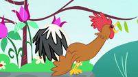 Rooster crowing S4E14