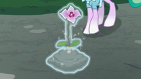 Mistmane plants the flower in the square S7E16