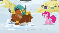 Pinkie Pie approaching Prince Rutherford S7E11