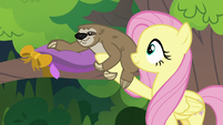 Fluttershy helps Lola the sloth into the tree S7E5