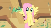 Fluttershy tries to get Philomena to sing to feel better