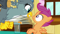 Gabby gets excited in Scootaloo's face S6E19