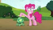 Pinkie Pie presenting Tank to Maud S7E4