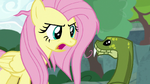 Fluttershy -no more trying to eat Muriel- S9E18