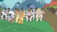 Applejack and Winona with the cows.