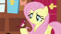 Red robin perches on Fluttershy's hoof S7E5