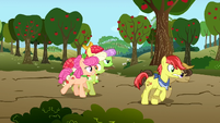 Granny Smith and Apple Rose trying speeding ahead of everyone S3E8