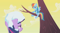 Rainbow Dash smiling from a tree S1E11