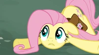 Fluttershy on the ground.