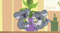 Koalas eating Dr. Fauna's clinic plant S7E5