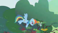 Rainbow Dash herds a stray parasprite S1E10