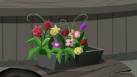 Colorful flowers in a gray planter MLPRR