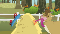 Cow eating Scootaloo's tail S3E6