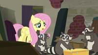 Fluttershy apologizing to the raccoons S6E9