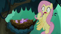 Bird chirping angrily at Fluttershy S8E13