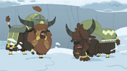 Yaks dig through the snow even harder S7E11