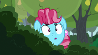 Chiffon Swirl spying through the bushes S7E13