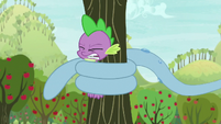 Spike wrapped by Mr. Tortoise-Snap's tongue S9E13