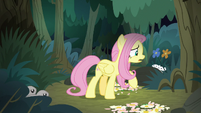 Fluttershy tries talking to the animals S8E13