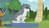 Sandra the wolf rubbing her belly S9E18