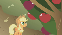 Applejack looking up at the apple tree.