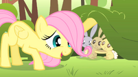 Filly Fluttershy calming critters S1E23