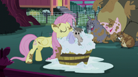 Fluttershy cleaning a goat S5E3