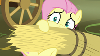 Fluttershy covering herself in hay S5E21