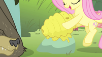 Fluttershy putting bee nest on a rock S4E14