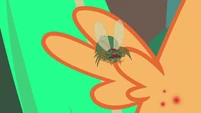 Fly-der bites Scootaloo's wing S7E16.png (591 KB) Mmmm, chicken wing.
