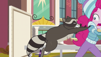 Raccoon attacking Pinkie Pie EGHU